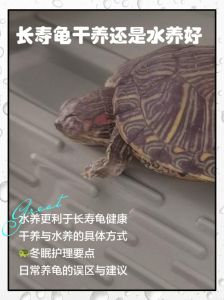 乌龟在鱼缸里不停的爬咋回事，龟总扒缸？别急，可能是环境问题