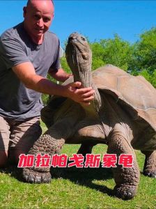 陆龟的寿命，长寿乌龟？基因环境养，野生龟受威胁需保护