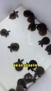 猪鼻龟在缸里拼命扑腾，猪鼻龟缸里折腾？水不好地太小不适应！