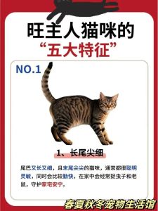 招财猫不能乱请的原因，招财猫并非人人宜摆，小心招晦气！