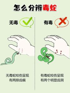 球蟒咬人怎么处理，球蟒咬伤处理方法及饲养须知
