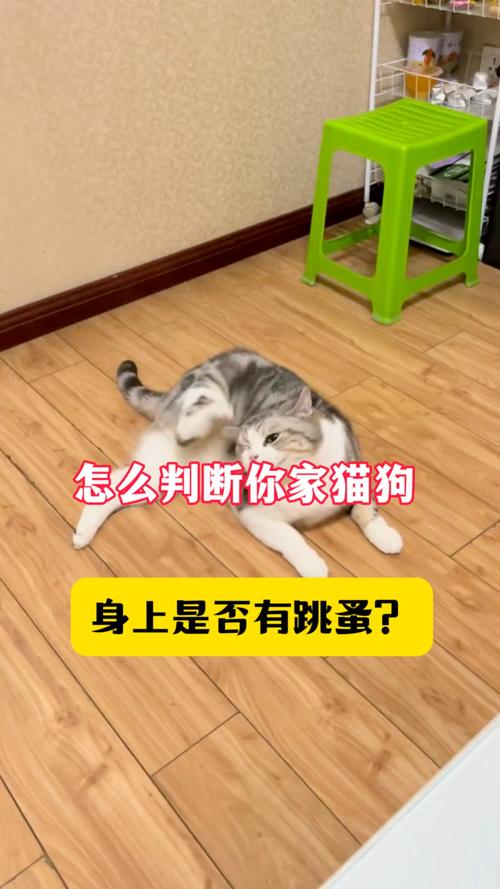 狗把手趴在猫身上是怎么回事，狗狗爱坐猫脸宣示主权，猫咬人表示不乐意，爱跟人睡觉是信任理解宠物行为，好好相处，养宠生活更幸福