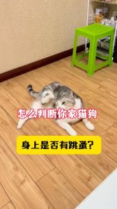 狗把手趴在猫身上是怎么回事，狗狗爱坐猫脸宣示主权，猫咬人表示不乐意，爱跟人睡觉是信任理解宠物行为，好好相处，养宠生活更幸福