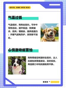狗狗无故发抖的原因，狗狗不停抖？快查查是不是生病了！