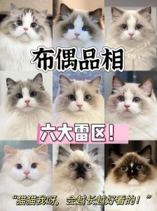 布偶配种最好的6种猫，性格健康最重要