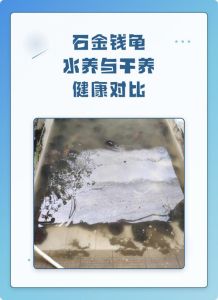 金线龟水养还是干养，金线龟水养还是土养？看情况来定！