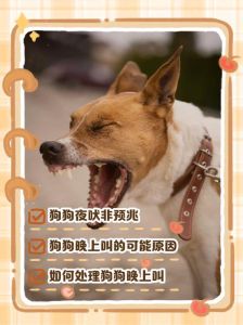 晚上狗一直叫个不停什么征兆，狗狗半夜叫怎么办？找出原因帮它解决！