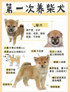 四十多天的狗狗怎么喂养，喂奶保暖助排便，像照顾婴儿一样细心