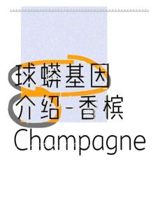 球蟒基因组合大全图解，直球超酷炫，价格实惠，爱好者必备！