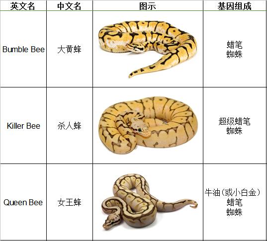 球蟒基因组合大全图解，直球超酷炫，价格实惠，爱好者必备！