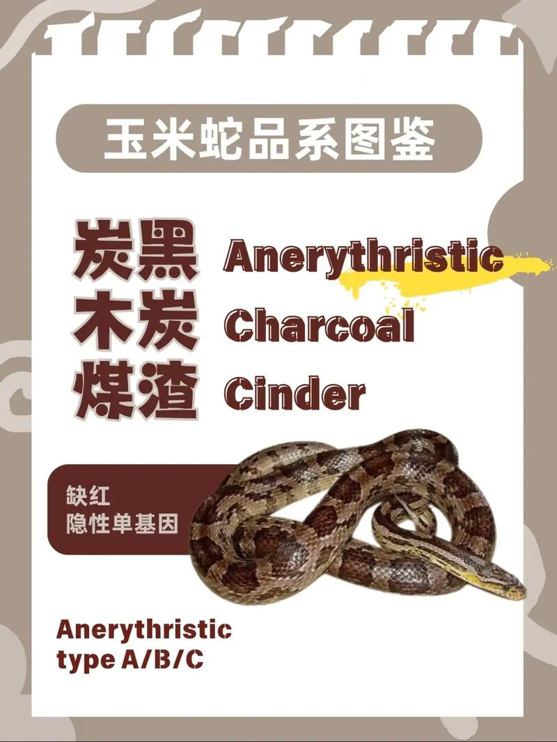 球蟒基因组合大全图解，直球超酷炫，价格实惠，爱好者必备！