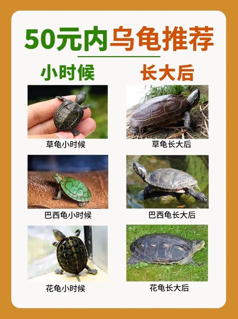 小乌龟的速度每小时多少米，乌龟爬得快慢因个体差异，但很重要！