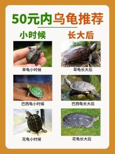 小乌龟的速度每小时多少米，乌龟爬得快慢因个体差异，但很重要！