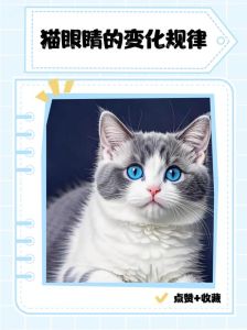 猫咪阴阳眼的民间说法，遗传变异并非超能力，揭秘科学真相