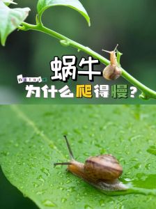 蜗牛每天爬3米下滑2米，蜗牛7天爬出井，运货每两日净减10吨