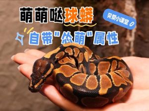 有养殖证可以养蟒蛇吗，养蟒蛇要办证，风险大且违法，需谨慎！