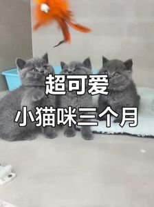 猫猫三个月长什么样，活泼爱玩，注意喂养保暖