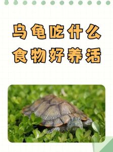 乌龟的吃法与做法大全，红烧乌龟香浓补，汤蛋做法多样尝