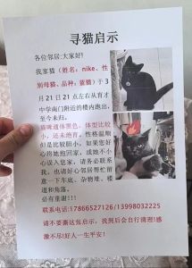 农村宠物猫丢了怎么找最有效，别慌，妙招+邻居力量助你找回！