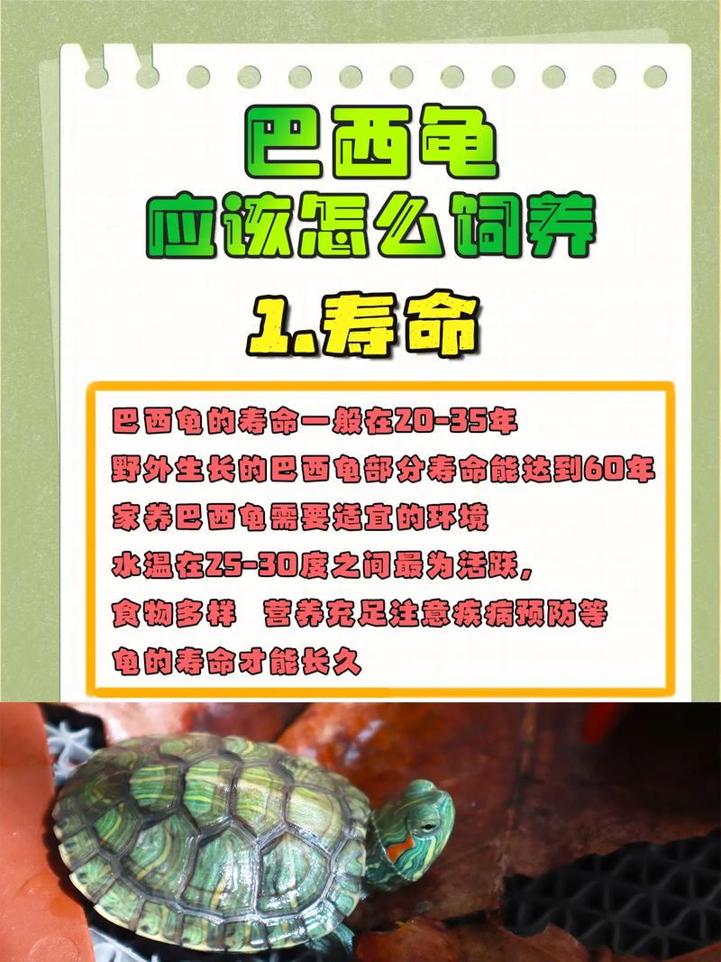 巴西龟单养好还是双养好，巴西龟养一只好还是两只好？环境条件是关键