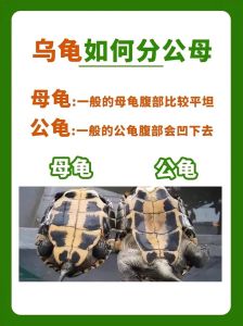 海龟和陆生龟的区别是什么，海龟陆龟大不同，养龟需分清！