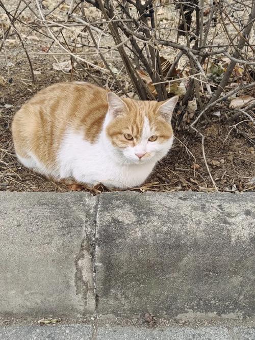 北方的流浪猫冬天不会冻死吗，冬天冷流浪猫难活，给点水和食物帮帮它们！