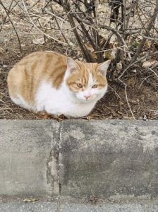 北方的流浪猫冬天不会冻死吗，冬天冷流浪猫难活，给点水和食物帮帮它们！