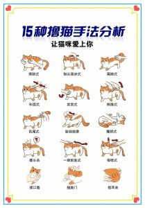 怎样抓野猫最有效的方法，野猫抓捕技巧，安全又有效