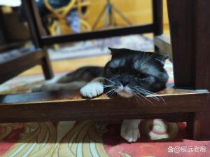 小猫咪独自在家害怕吗，养猫别忽视陪伴，备好粮水玩具，有人看或养只猫伴它