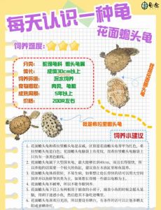 乌龟叫声大全100种，乌龟也会叫，发出的声音很特别