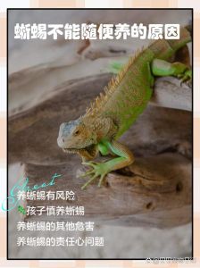鬣蜥的功效和作用，传统药用，现代益处，养护须知