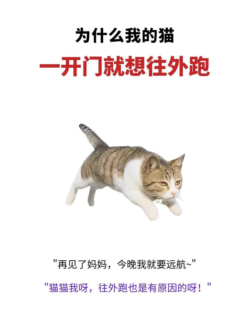 猫咪跑出去了还能自己找回家吗,自家猫咪跑丢?别干等,快找! 猫咪跑出去了还能自己找回家吗,自家猫咪跑丢?别干等,快找!