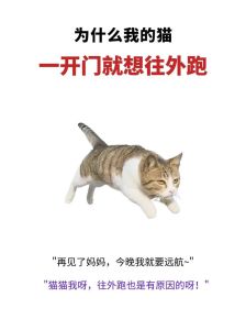 猫咪跑出去了还能自己找回家吗，自家猫咪跑丢？别干等，快找！
