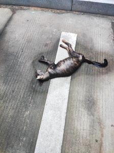 农村流浪猫大晚上叫的烦死了，流浪猫叫唤多原因，可能是求助信号