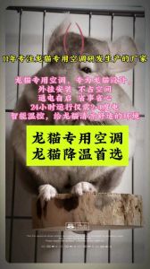 养龙猫要一直开空调吗，养龙猫要注意环境温湿度，选对笼子，合理喂食，胆小需耐心