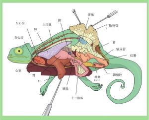 绿鬣蜥解剖图片，养绿鬣蜥难？环境营养都不易，别当玩具！