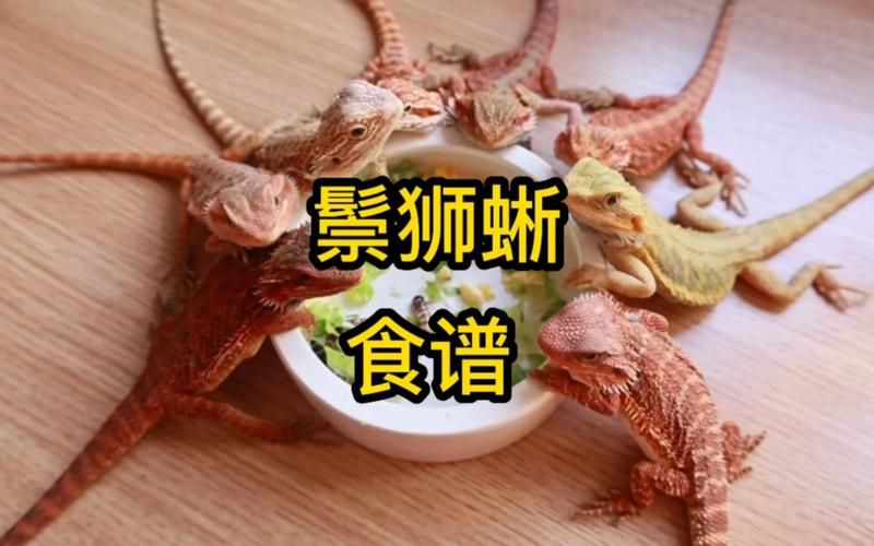 鬃狮蜥食谱，鬃狮蜥颜色丰富，喂养要注意，打造舒适家！