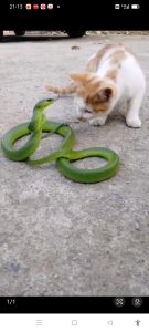 猫抓蛇意味着什么，猫咪抓蛇，预示好运平安