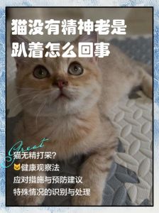 猫老是躲在角落是养不熟吗，别怕猫慢热！给点耐心，它们超温柔
