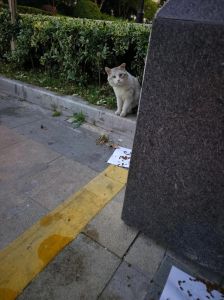 猫在家找不到了怎么办，猫咪不见了别慌，找找沙发底下和衣柜里！