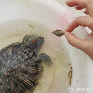 混养的水生动物都被龟吃完了，龟鱼混养悬，乌龟爱吃鱼，易生病，科学养龟很重要