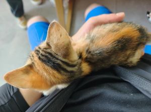猫咪扇主人巴掌原因，猫咪轻轻拍你，是它在跟你玩儿，或者想让你别摸太厉害了