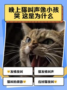 夜猫子几点叫是好兆头，猫头鹰叫吉凶？老话说法与科学解释