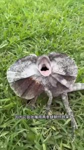 粗脖蜥蜴，亮丽保护色，不咬人可远观
