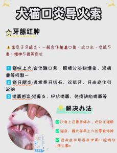 不小心被猫咬了一口怎么办，猫咬伤别慌，冲洗消毒打疫苗