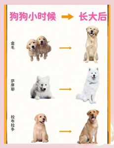 狗狗的一生，忠诚守护，一生陪伴