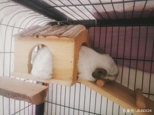 龙猫宠物要一天到晚开空调吗，养龙猫要注意啥？