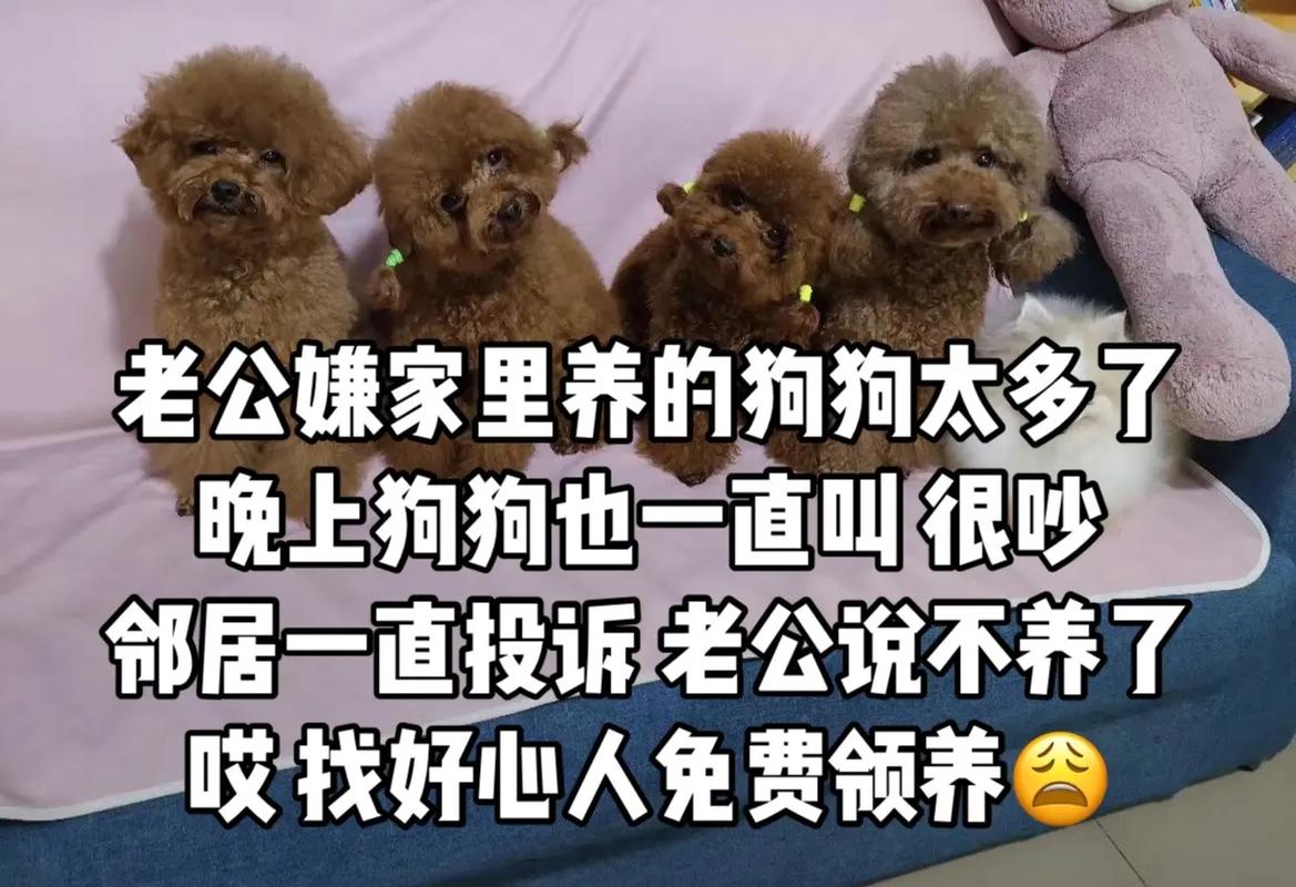 邻居养的狗太吵怎么办,邻居狗叫扰民,咋办? 邻居养的狗太吵怎么办,邻居狗叫扰民,咋办?