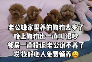 邻居养的狗太吵怎么办，邻居狗叫扰民，咋办？
