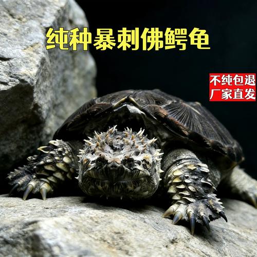 鳄龟为何要尽量少吃,鳄龟好吃但要注意! 鳄龟为何要尽量少吃,鳄龟好吃但要注意!